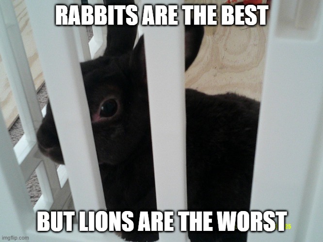 He will snap your neck | RABBITS ARE THE BEST; BUT LIONS ARE THE WORST | image tagged in coconut,memes,president_joe_biden | made w/ Imgflip meme maker