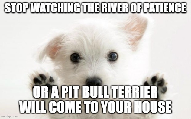 cute dog | STOP WATCHING THE RIVER OF PATIENCE; OR A PIT BULL TERRIER WILL COME TO YOUR HOUSE | image tagged in cute dog,memes,president_joe_biden | made w/ Imgflip meme maker