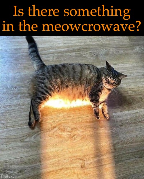 Hot Ploppit | Is there something in the meowcrowave? | image tagged in funny memes,funny cat memes | made w/ Imgflip meme maker