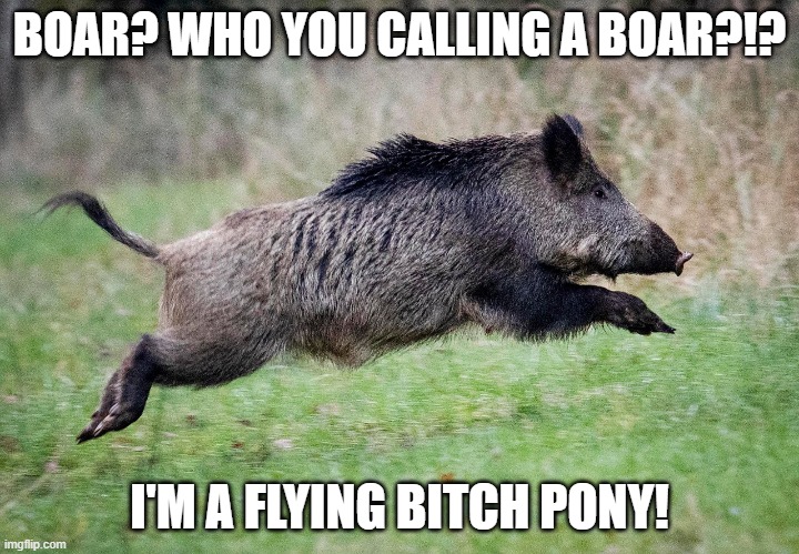 Flying Bitch Pony | BOAR? WHO YOU CALLING A BOAR?!? I'M A FLYING BITCH PONY! | image tagged in pig | made w/ Imgflip meme maker