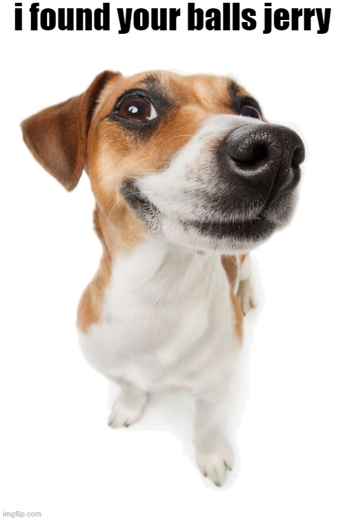 jack russell | i found your balls jerry | made w/ Imgflip meme maker