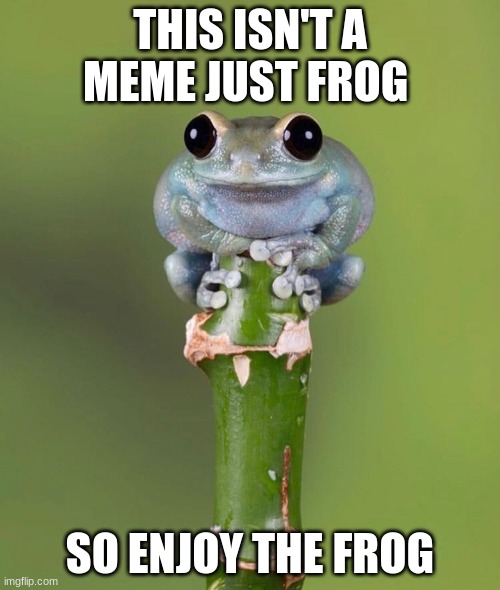 Cute Baby Frog | THIS ISN'T A MEME JUST FROG; SO ENJOY THE FROG | image tagged in cute baby frog | made w/ Imgflip meme maker