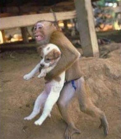 Monkey steals puppy Blank Meme Template