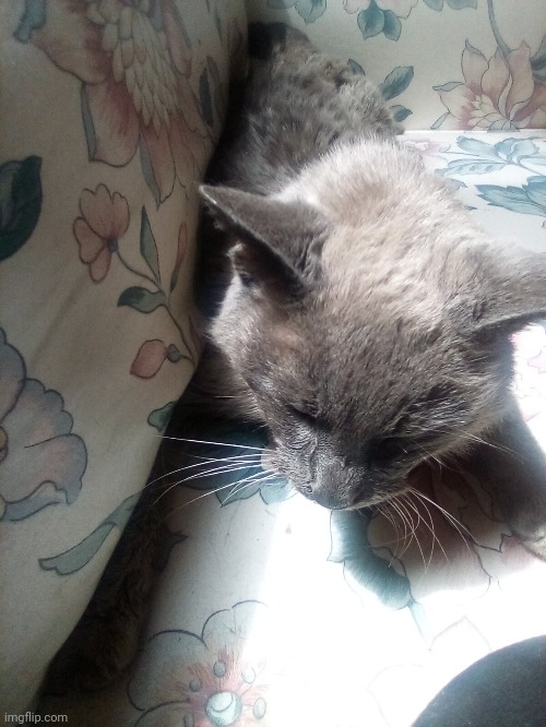 So today's the day...he's going to be put down at 120 pm.... Imgflip