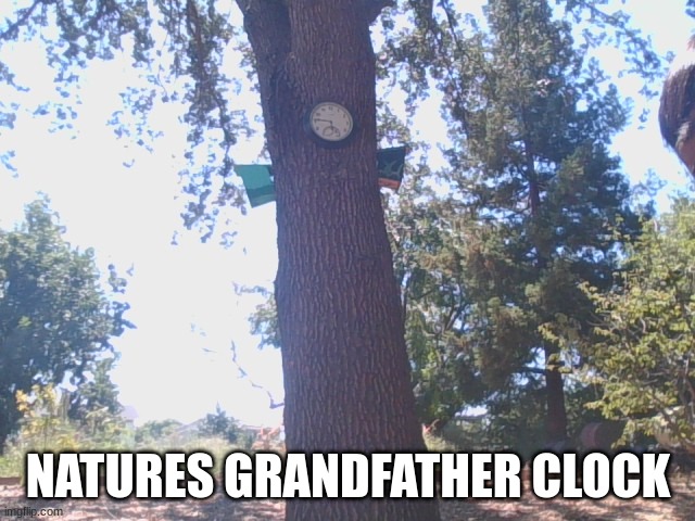 wow | NATURES GRANDFATHER CLOCK | image tagged in tree | made w/ Imgflip meme maker