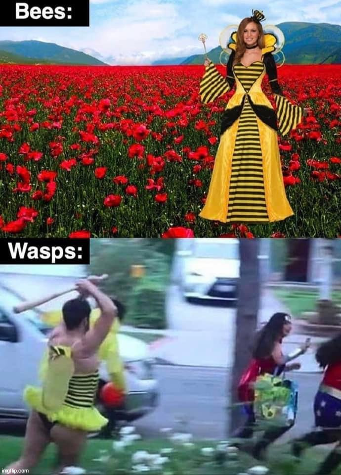 image tagged in bees,wasp | made w/ Imgflip meme maker