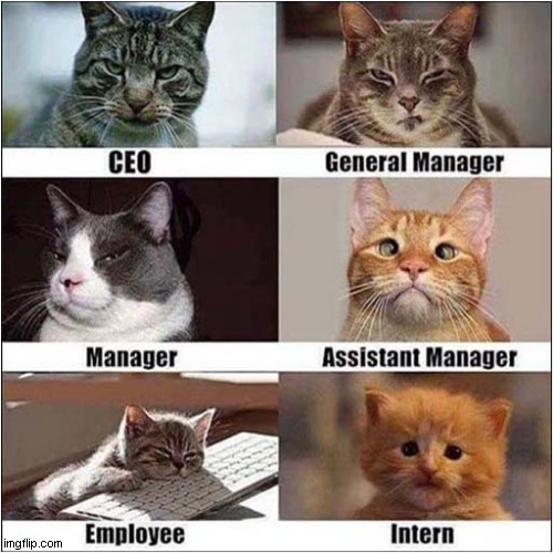I Want To Know Where This Company Is ! | image tagged in cats,company,employees,curiosity | made w/ Imgflip meme maker