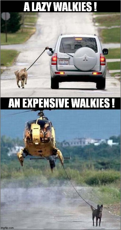 Either Of These Could End Badly ! | A LAZY WALKIES ! AN EXPENSIVE WALKIES ! | image tagged in dogs,lazy,expensive,end badly | made w/ Imgflip meme maker