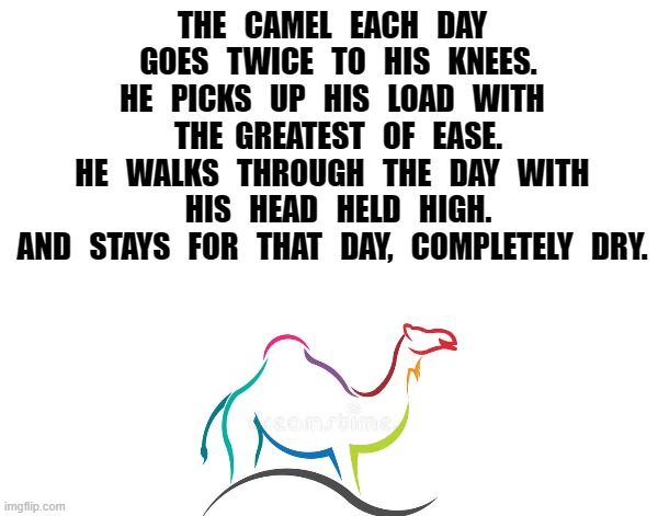 THE   CAMEL   EACH   DAY   GOES   TWICE   TO   HIS   KNEES.
HE   PICKS   UP   HIS   LOAD   WITH   THE  GREATEST   OF   EASE.
HE   WALKS   THROUGH   THE   DAY   WITH   HIS   HEAD   HELD   HIGH.
AND   STAYS   FOR   THAT   DAY,   COMPLETELY   DRY. | image tagged in camel | made w/ Imgflip meme maker