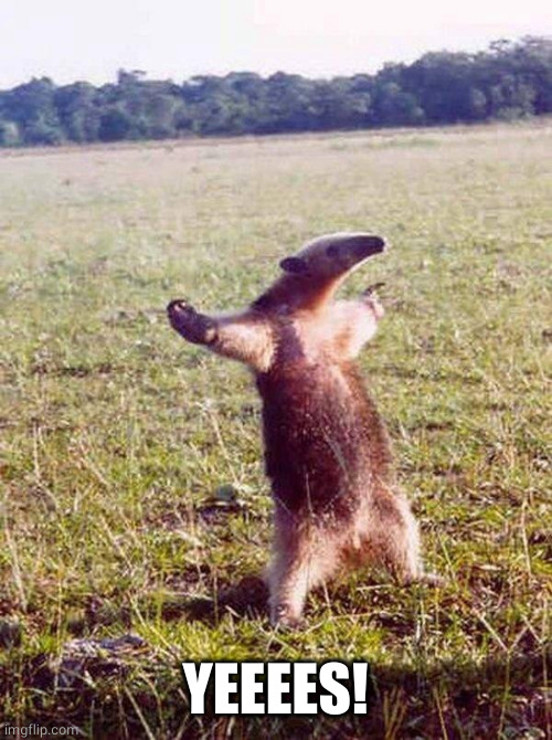 Fight me anteater | YEEEES! | image tagged in fight me anteater | made w/ Imgflip meme maker