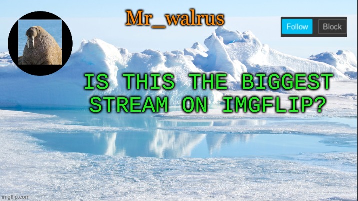 Mr_walrus |  IS THIS THE BIGGEST STREAM ON IMGFLIP? | image tagged in mr_walrus | made w/ Imgflip meme maker