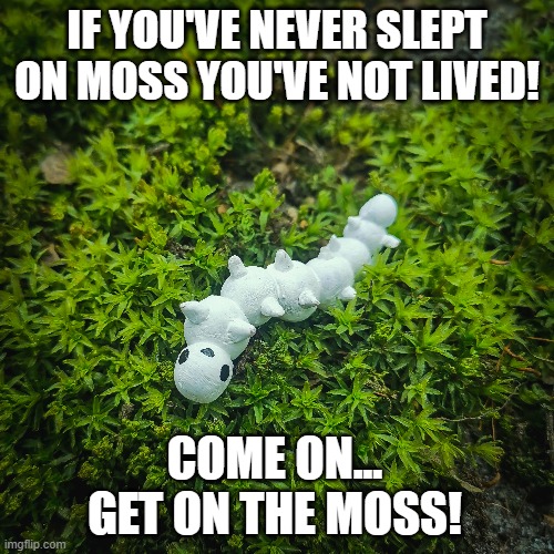 If you've never slept on moss... | IF YOU'VE NEVER SLEPT ON MOSS YOU'VE NOT LIVED! COME ON... GET ON THE MOSS! | image tagged in moss,forest,sleep,cute | made w/ Imgflip meme maker