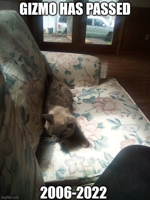 *salutes* | GIZMO HAS PASSED; 2006-2022 | made w/ Imgflip meme maker