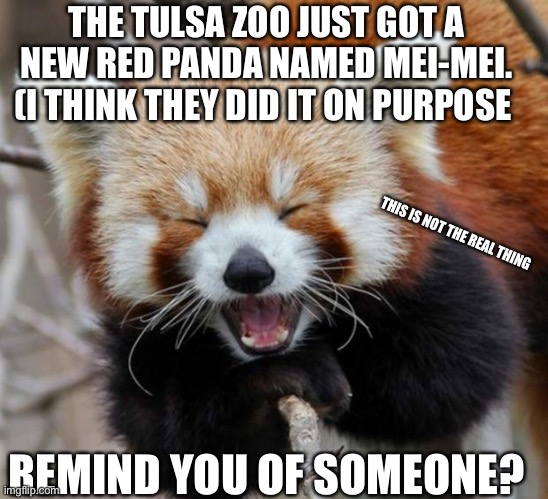 Remind you of someone? | THE TULSA ZOO JUST GOT A NEW RED PANDA NAMED MEI-MEI. (I THINK THEY DID IT ON PURPOSE; THIS IS NOT THE REAL THING; REMIND YOU OF SOMEONE? | image tagged in red panda,disney,turning red | made w/ Imgflip meme maker