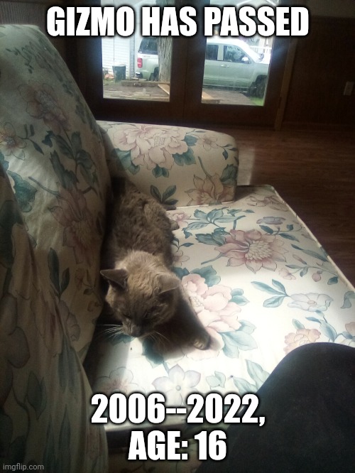 GIZMO HAS PASSED; 2006--2022, AGE: 16 | image tagged in rip,cats,sad | made w/ Imgflip meme maker