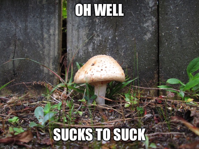 mushroom | OH WELL SUCKS TO SUCK | image tagged in mushroom | made w/ Imgflip meme maker