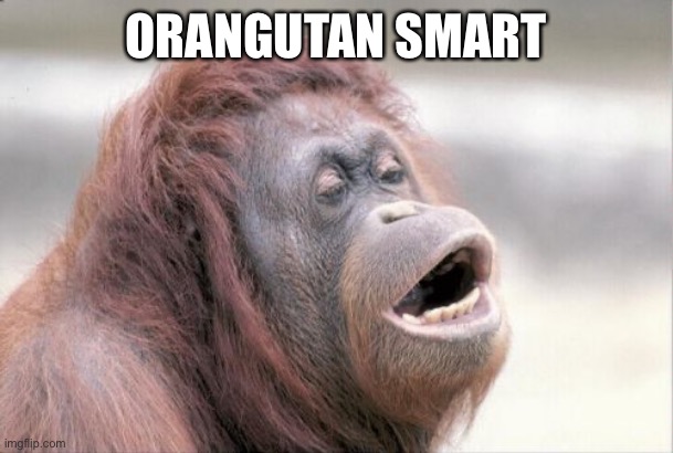 Monkey OOH Meme | ORANGUTAN SMART | image tagged in memes,monkey ooh | made w/ Imgflip meme maker