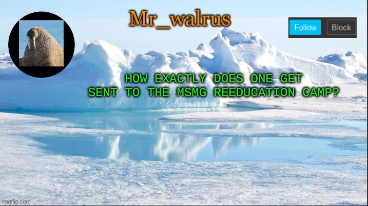 no reason |  HOW EXACTLY DOES ONE GET SENT TO THE MSMG REEDUCATION CAMP? | image tagged in mr_walrus | made w/ Imgflip meme maker