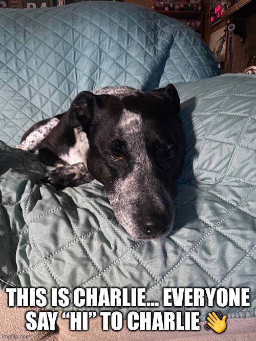 Say Hi To Charlie Dog | THIS IS CHARLIE… EVERYONE SAY “HI” TO CHARLIE 👋 | image tagged in charlie,dog,say hi,cute dog,puppy | made w/ Imgflip meme maker