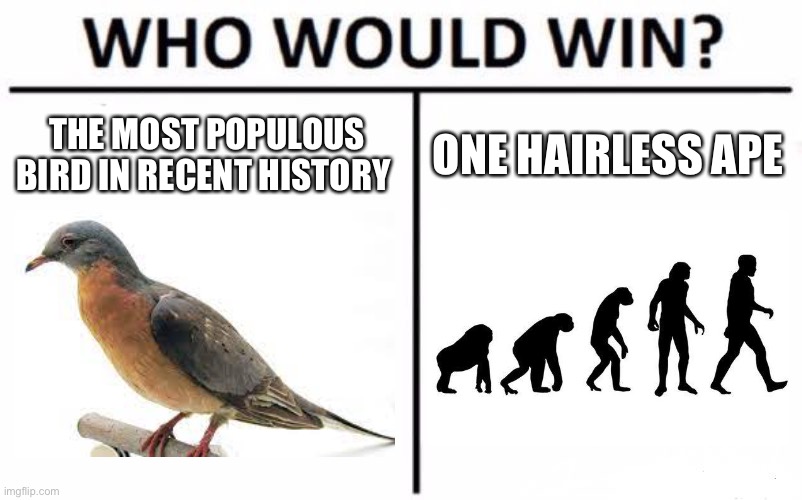 R.I.P Passenger Pigeon:( | THE MOST POPULOUS BIRD IN RECENT HISTORY; ONE HAIRLESS APE | image tagged in memes,who would win,pigeon,extinction,humans | made w/ Imgflip meme maker