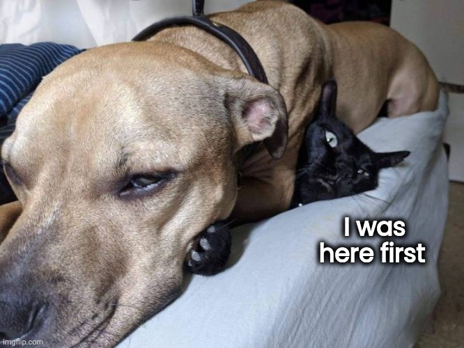 Dogs and Cats living together | I was       
here first | image tagged in peace was never an option,dog,grumpy cat,still a better love story than twilight | made w/ Imgflip meme maker