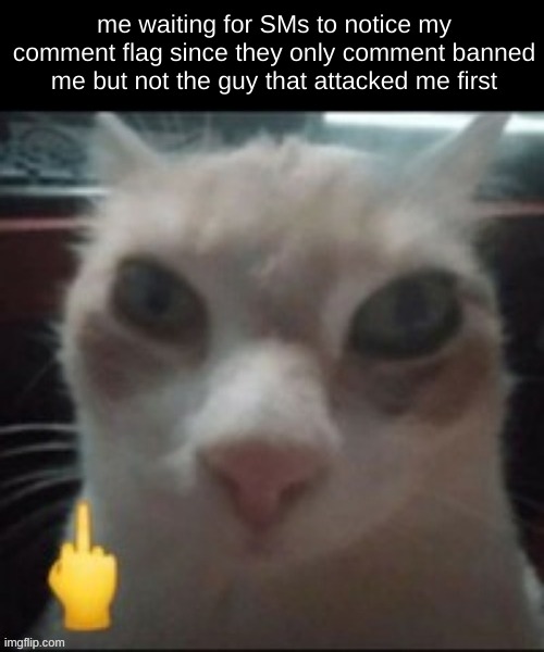 cat f you | me waiting for SMs to notice my comment flag since they only comment banned me but not the guy that attacked me first | image tagged in cat f you | made w/ Imgflip meme maker