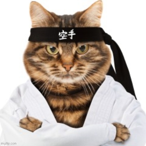 Karate cat | image tagged in karate cat | made w/ Imgflip meme maker