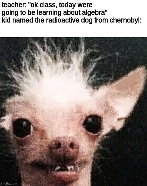kid named finger | teacher: "ok class, today were going to be learning about algebra"
kid named the radioactive dog from chernobyl: | image tagged in dog | made w/ Imgflip meme maker