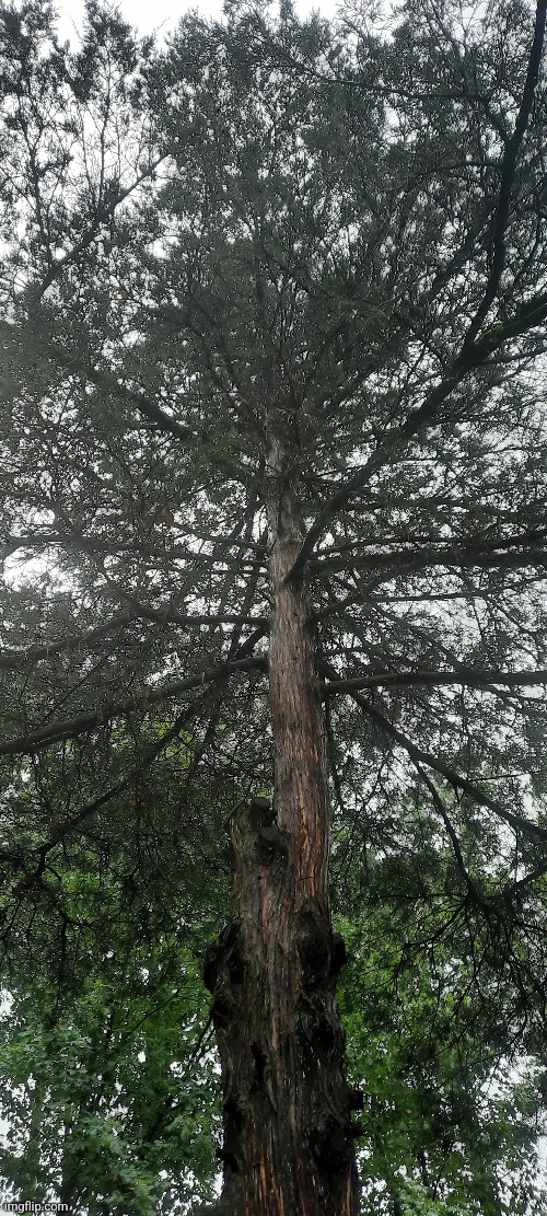 I took it this morning what do you think? | made w/ Imgflip meme maker