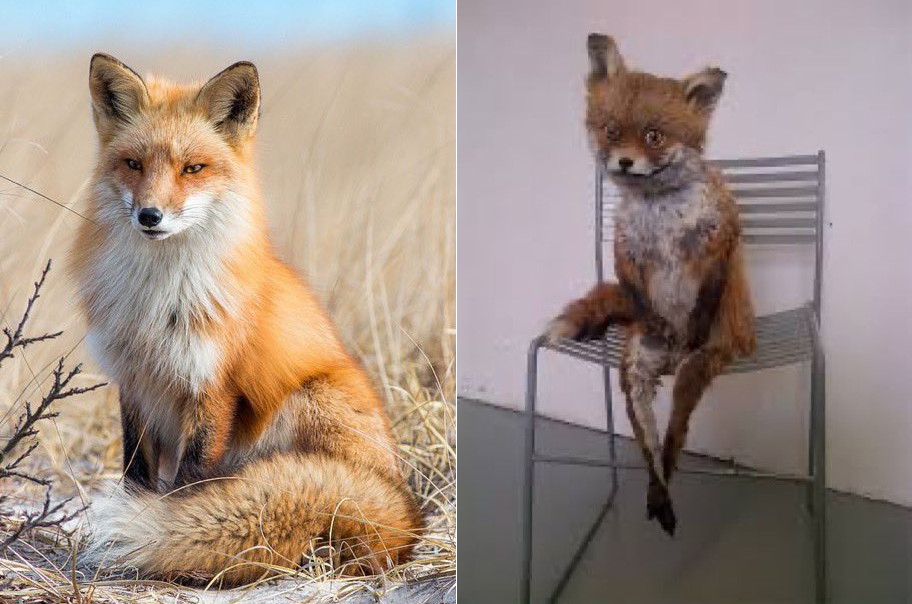 High Quality Fox before - Fox after Blank Meme Template