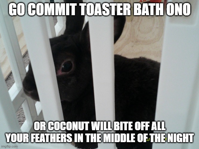 Coconut | GO COMMIT TOASTER BATH ONO; OR COCONUT WILL BITE OFF ALL YOUR FEATHERS IN THE MIDDLE OF THE NIGHT | image tagged in coconut | made w/ Imgflip meme maker