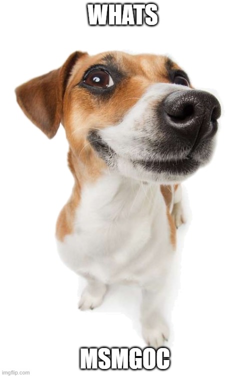 jack russell | WHATS; MSMGOC | made w/ Imgflip meme maker