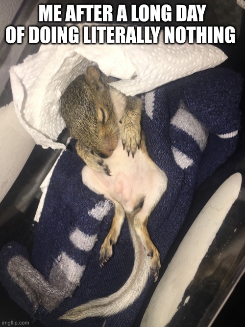 Me every day | ME AFTER A LONG DAY OF DOING LITERALLY NOTHING | image tagged in lazy squirrel | made w/ Imgflip meme maker