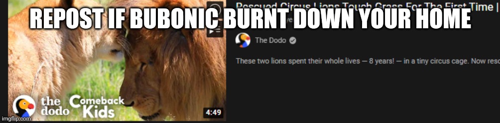 Lions Touch Grass | REPOST IF BUBONIC BURNT DOWN YOUR HOME | image tagged in lions touch grass | made w/ Imgflip meme maker