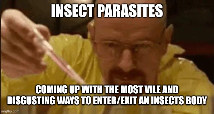 insect parasites be like | INSECT PARASITES; COMING UP WITH THE MOST VILE AND DISGUSTING WAYS TO ENTER/EXIT AN INSECTS BODY | image tagged in carefully crafting | made w/ Imgflip meme maker