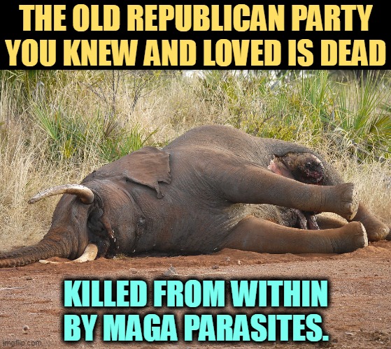 GOP, R.I.P. | THE OLD REPUBLICAN PARTY YOU KNEW AND LOVED IS DEAD; KILLED FROM WITHIN BY MAGA PARASITES. | image tagged in the old republican party is dead killed by maga parasites,republican party,dead,maga,killers | made w/ Imgflip meme maker
