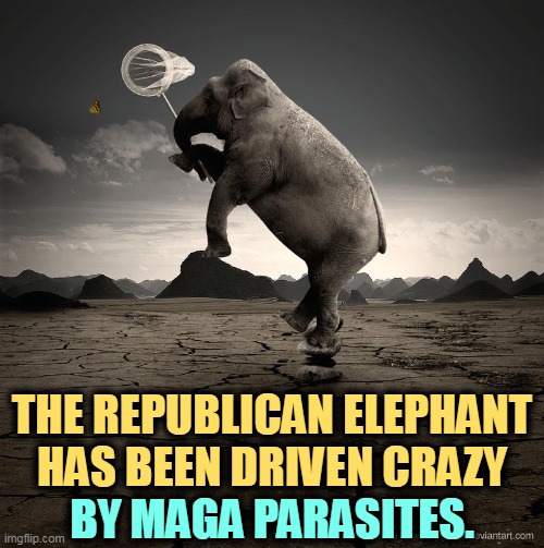 Republican elephant driven crazy by MAGA parasites | THE REPUBLICAN ELEPHANT HAS BEEN DRIVEN CRAZY; BY MAGA PARASITES. | image tagged in republican elephant driven crazy by maga parasites,maga,killed,republican,tradition | made w/ Imgflip meme maker