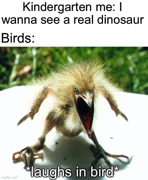 No title | Kindergarten me: I wanna see a real dinosaur; Birds:; *laughs in bird* | image tagged in angry bird,dinosaur,kindergarten | made w/ Imgflip meme maker