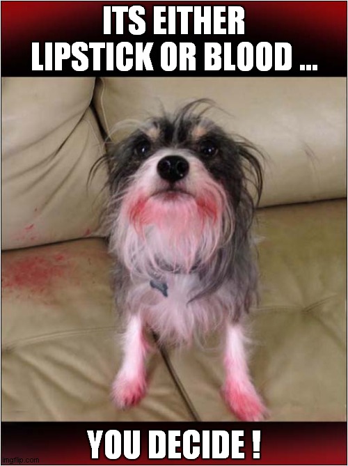 What Happened Here ! | ITS EITHER LIPSTICK OR BLOOD ... YOU DECIDE ! | image tagged in dogs,lipstick,blood,you decide,what happened here | made w/ Imgflip meme maker