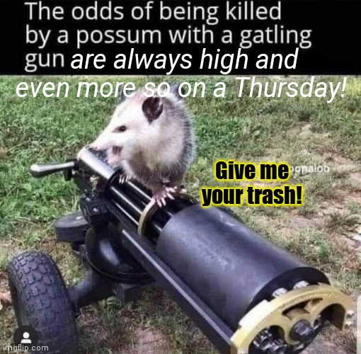 No. This is not ok. | are always high and even more so on a Thursday! Give me your trash! | image tagged in possum,with a gatling gun,stop it get some help,no no i dont think i will | made w/ Imgflip meme maker