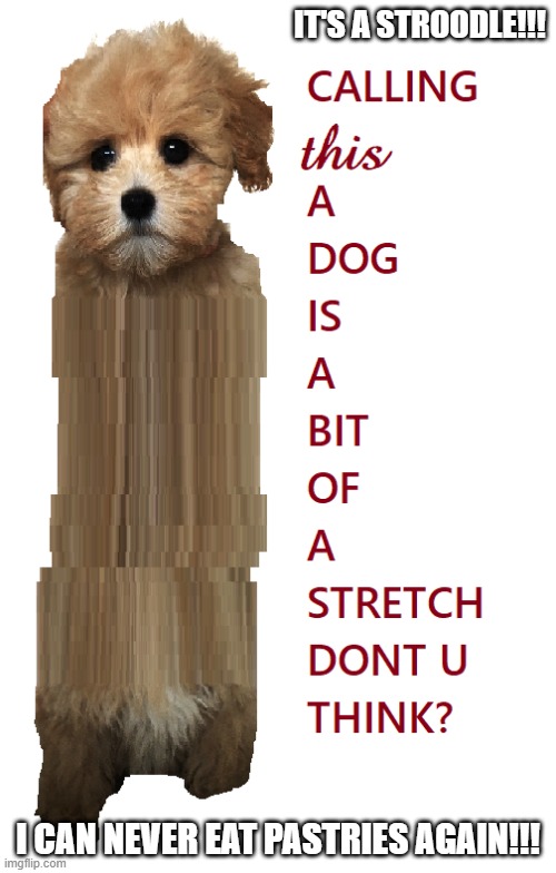 needed a subject, it was lunchtime and all i had was a strodel | IT'S A STROODLE!!! I CAN NEVER EAT PASTRIES AGAIN!!! | image tagged in strodel,poodle,dog | made w/ Imgflip meme maker
