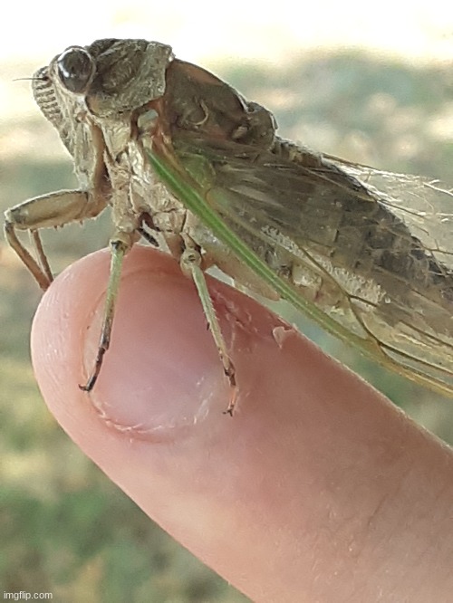 Ignore my nails, I have a picking habit. | image tagged in cicada | made w/ Imgflip meme maker