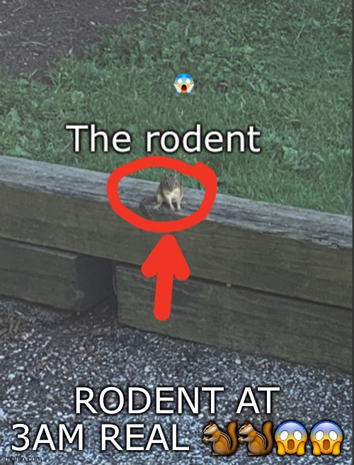 The rodent | RODENT AT 3AM REAL 🐿🐿😱😱 | image tagged in the rodent | made w/ Imgflip meme maker