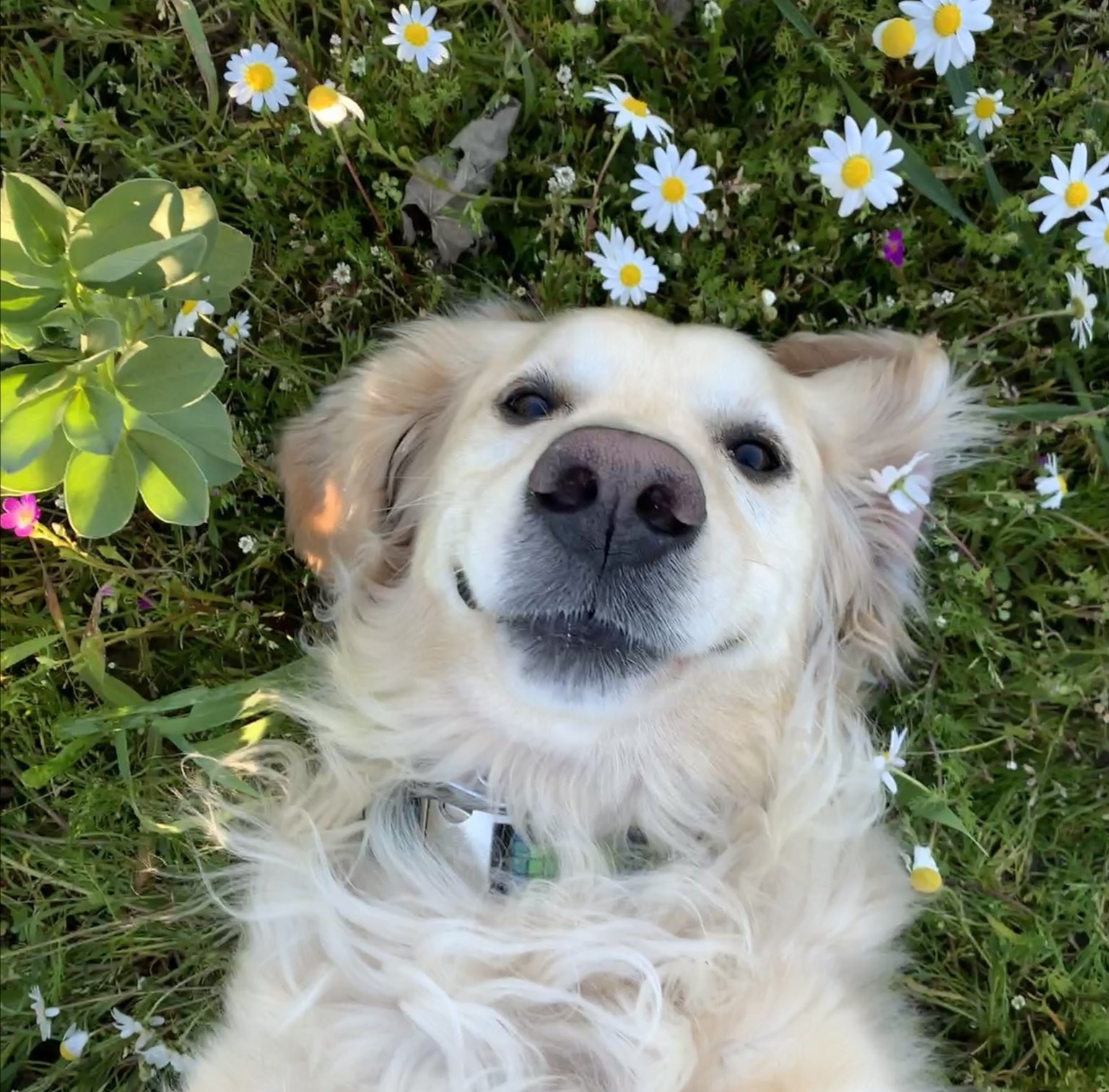 High Quality cute doggo smile Blank Meme Template