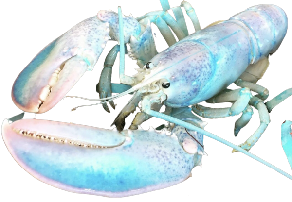 High Quality Hattie the Cotton Candy Blue Lobster Blank Meme Template