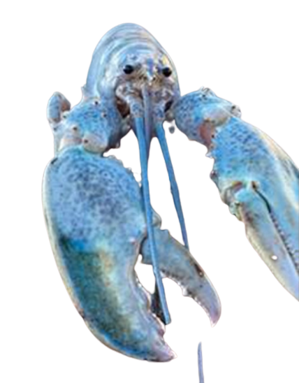 Hattie the Cotton Candy Blue Lobster staring at you Blank Meme Template