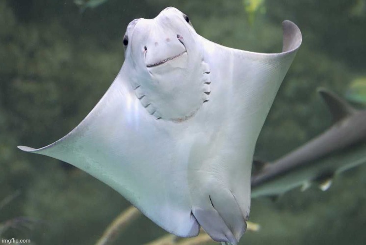 Happy Stingray | image tagged in happy stingray | made w/ Imgflip meme maker