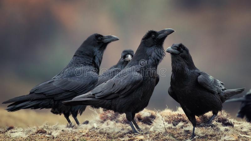 Group of ravens Blank Meme Template