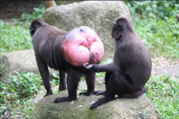 Baboon bottom | image tagged in baboon bottom | made w/ Imgflip meme maker