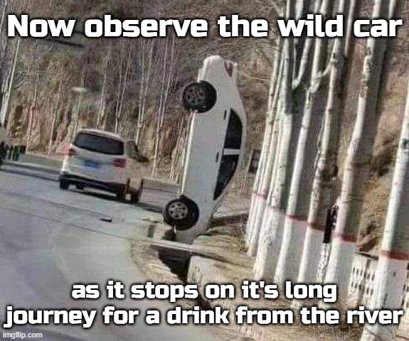 Now observe the wild car; as it stops on it's long journey for a drink from the river | made w/ Imgflip meme maker